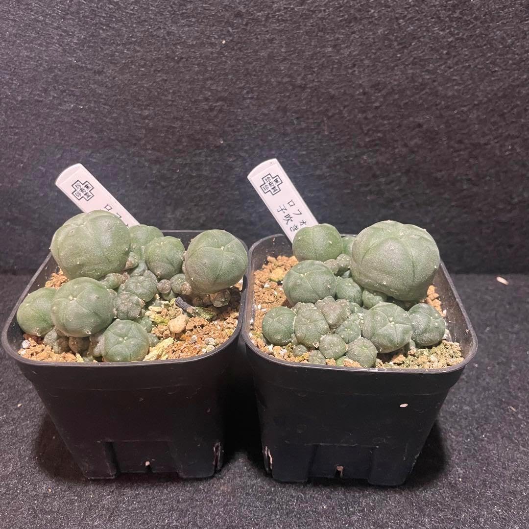 珍し交配miso苗✡️(アルル×ピンウィール)×プリドニス✡️ミソップさん